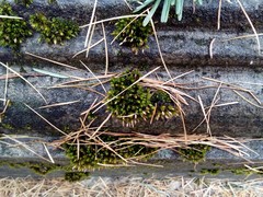 Orthotrichum diaphanum