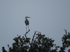 Ardea herodias occidentalis × wardi