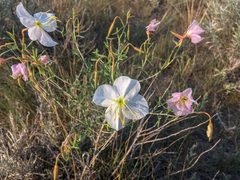 Oenothera nuttallii