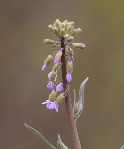 Boechera pauciflora