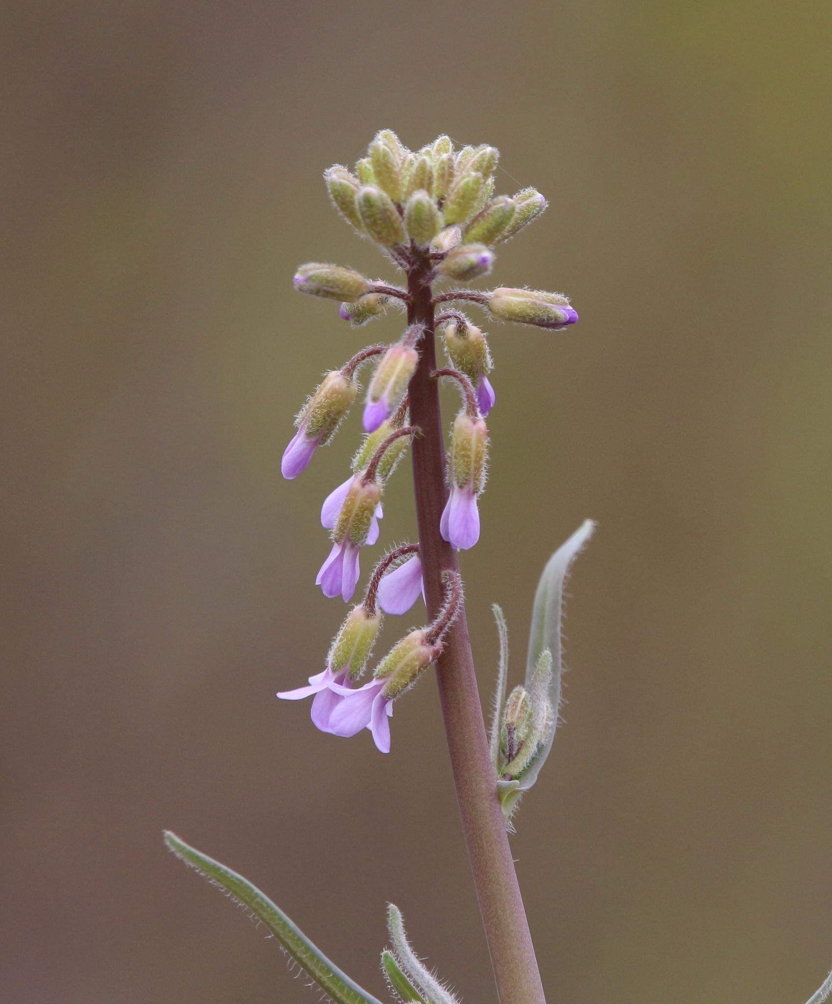 Boechera pauciflora