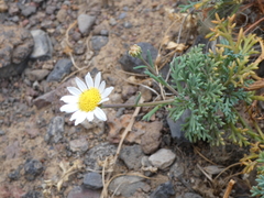 Argyranthemum
