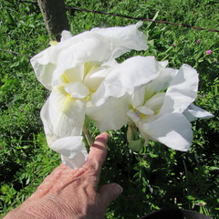 Iris albicans