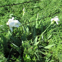 Iris albicans