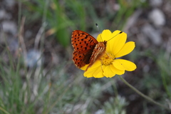 Boloria caucasica