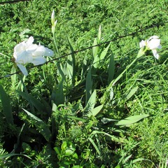 Iris albicans