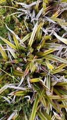 Astelia linearis
