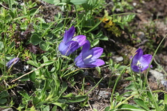 Campanula tridentata biebersteiniana