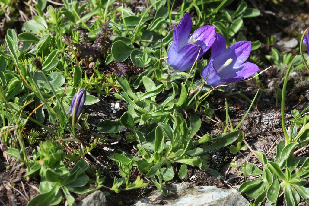 Campanula tridentata