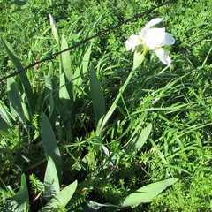 Iris albicans