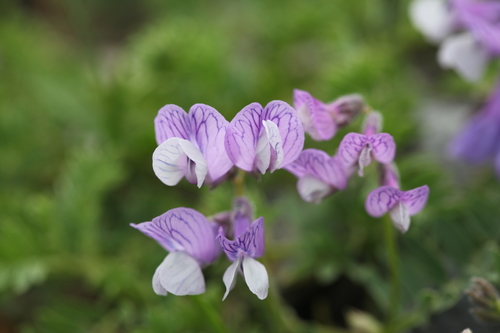 Vicia sosnowskyi