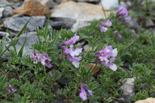 Vicia sosnowskyi