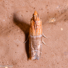 Moodna pallidostrinella