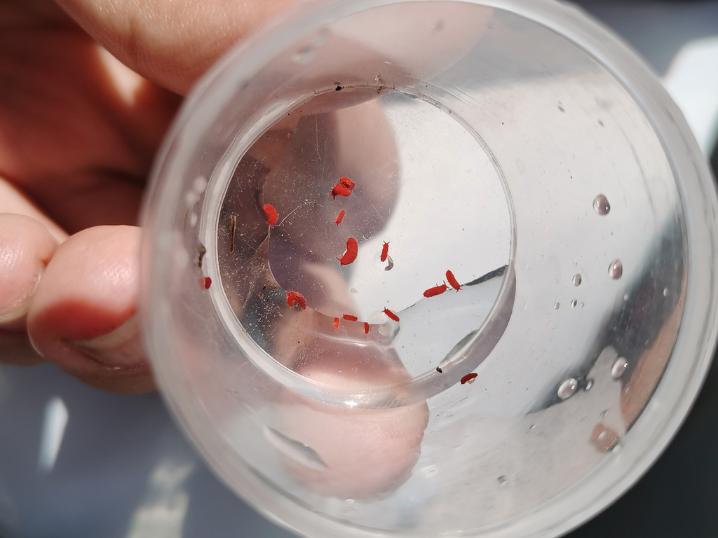Short-legged Springtails from 中国北京市朝阳区 on March 27, 2022 at 01:29 PM by ...
