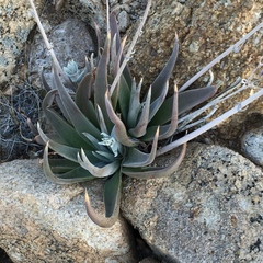 Dudleya saxosa