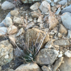 Dudleya saxosa