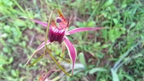 Image of Caladenia arenicola by (c) A.J. Anderson, some rights reserved (CC BY)