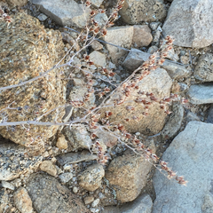 Dudleya saxosa