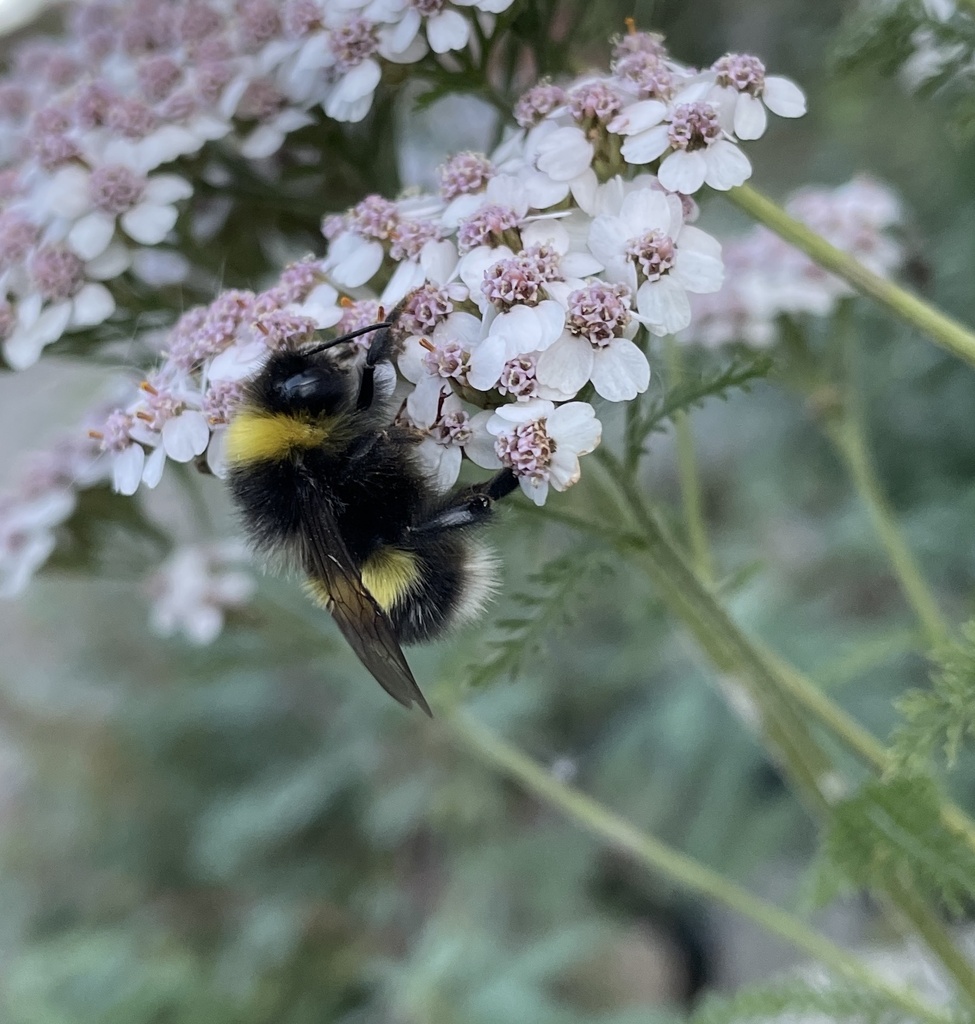 Cryptic Bumble Bee from Denali Park, AK, US on September 2, 2023 at 08: ...