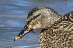 Anas platyrhynchos