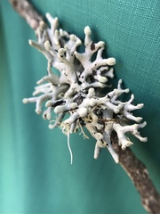 Hypogymnia tubulosa image