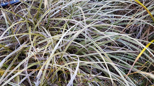 Astelia graminea L.B.Moore