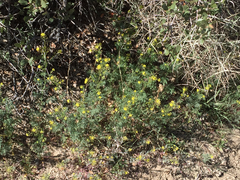 Cymopterus
