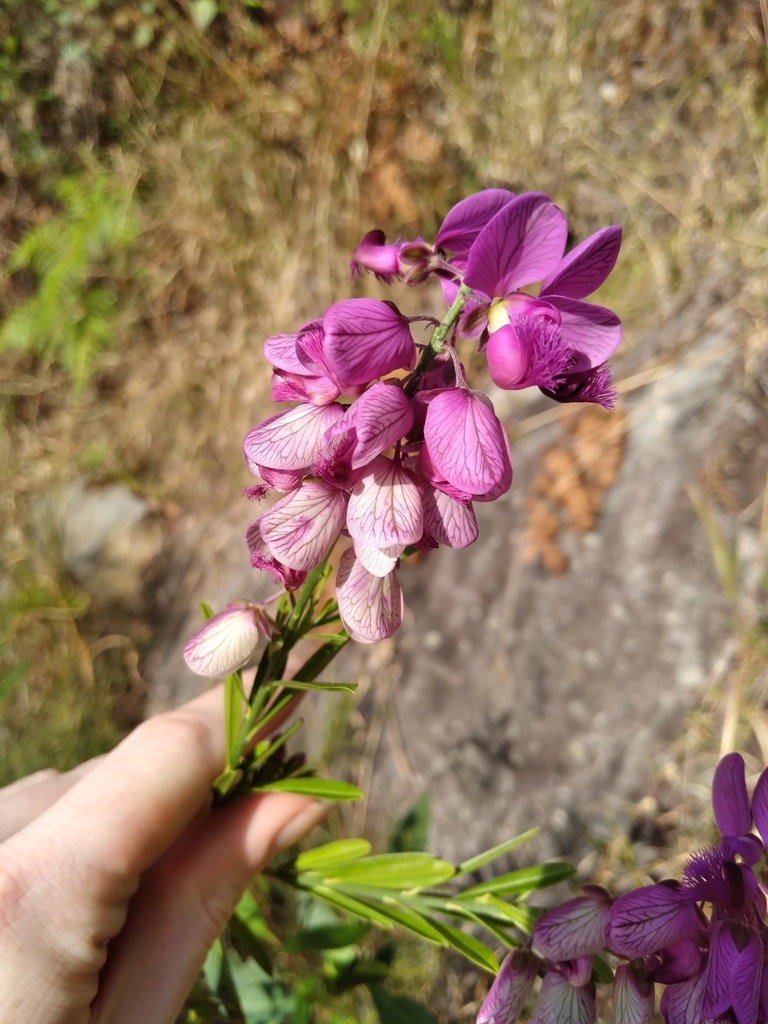 purple-broom-from-alfords-point-nsw-2234-australia-on-september-3