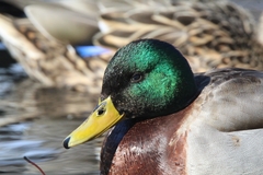 Anas platyrhynchos
