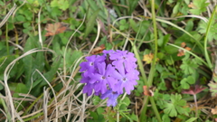 Glandularia aristigera