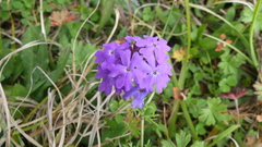 Glandularia aristigera