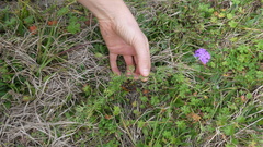 Glandularia aristigera