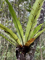 Asplenium mauritianum image