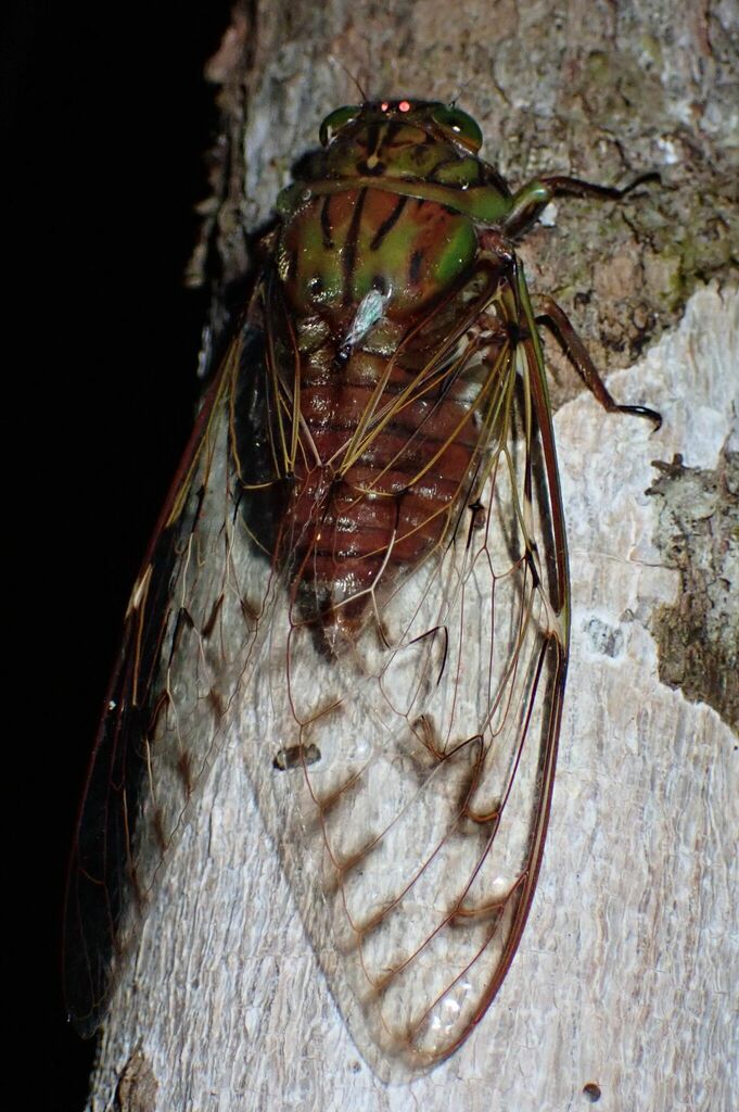 Cosmopsaltria aurata