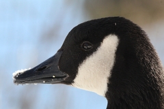 Branta canadensis