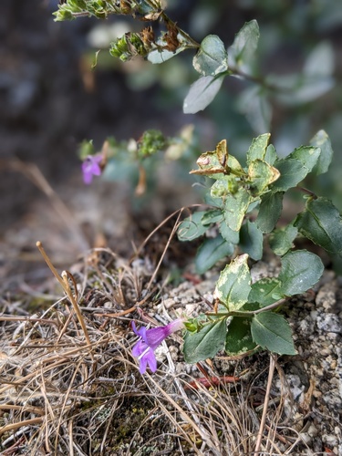 Salmon River Mountains Penstemon (Penstemon salmonensis)