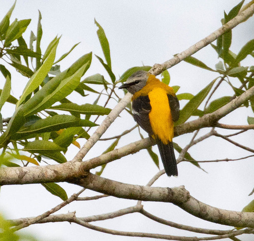 Golden Cuckooshrike (Campochaera sloetii), photo 7