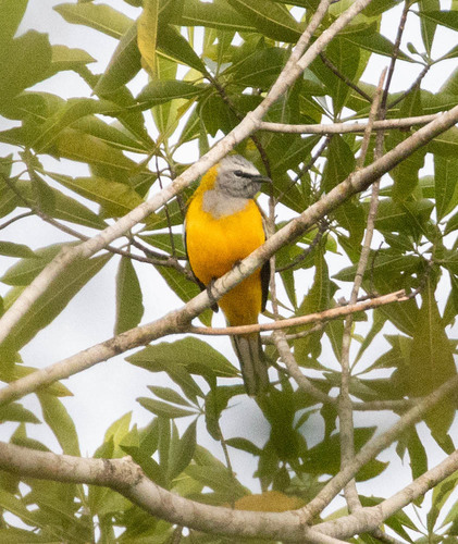 Golden Cuckooshrike (Campochaera sloetii), photo 6