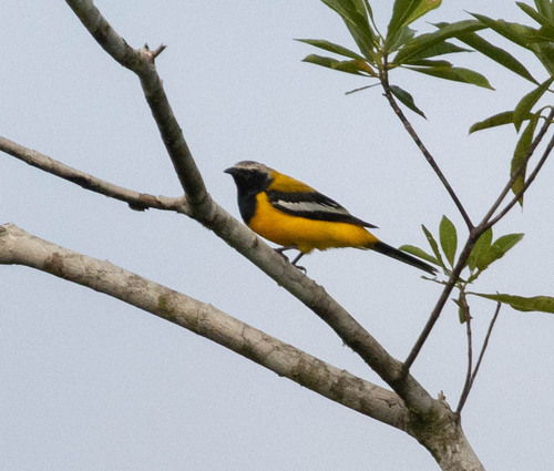 Golden Cuckooshrike (Campochaera sloetii), photo 5
