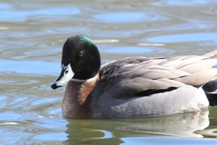 Anas platyrhynchos × acuta