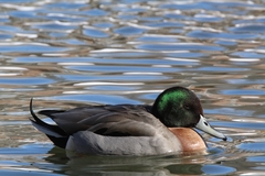 Anas platyrhynchos × acuta