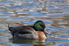 Anas platyrhynchos × acuta