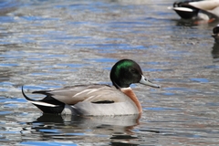 Anas platyrhynchos × acuta