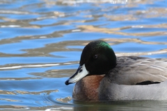 Anas platyrhynchos × acuta