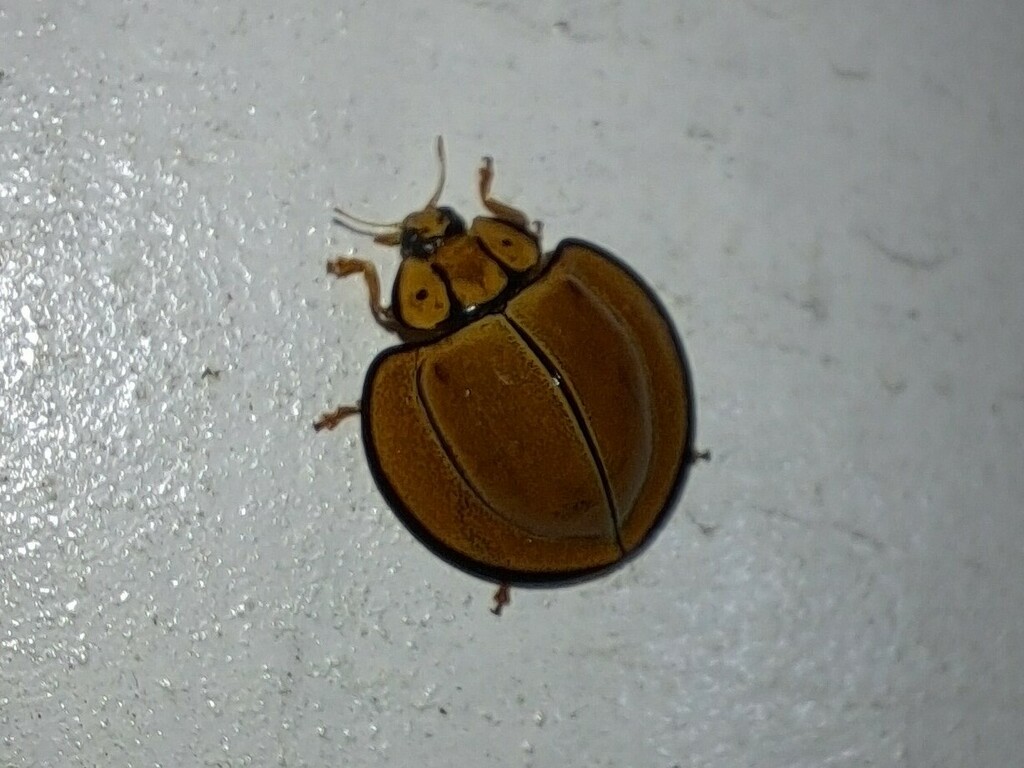 Australoneda bielawskii