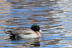 Anas platyrhynchos × acuta