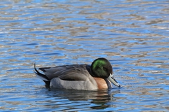 Anas platyrhynchos × acuta