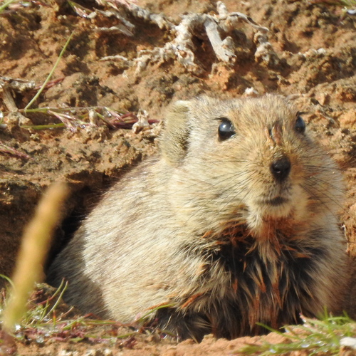 Brants's Whistling Rat