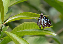 Tirumala limniace
