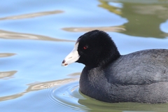 Fulica americana